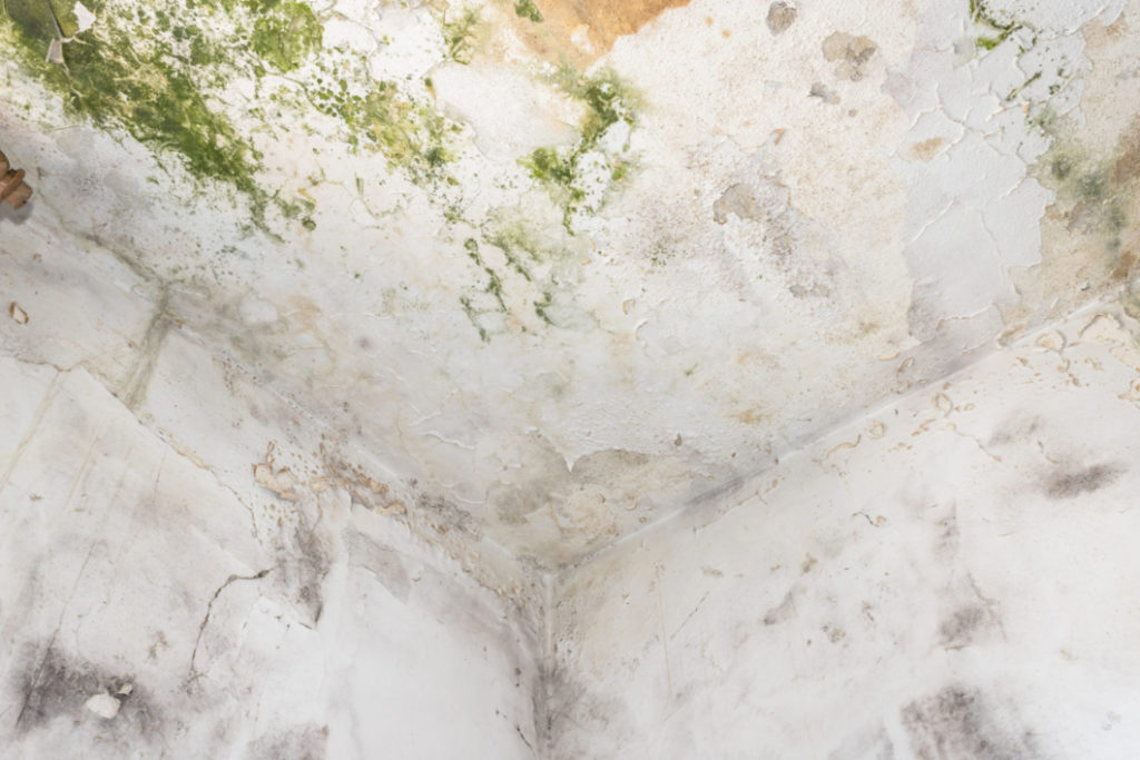 Types of Mold and Mold Growth